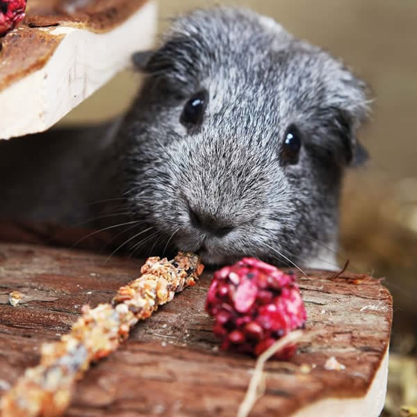 Alles für deine Nager