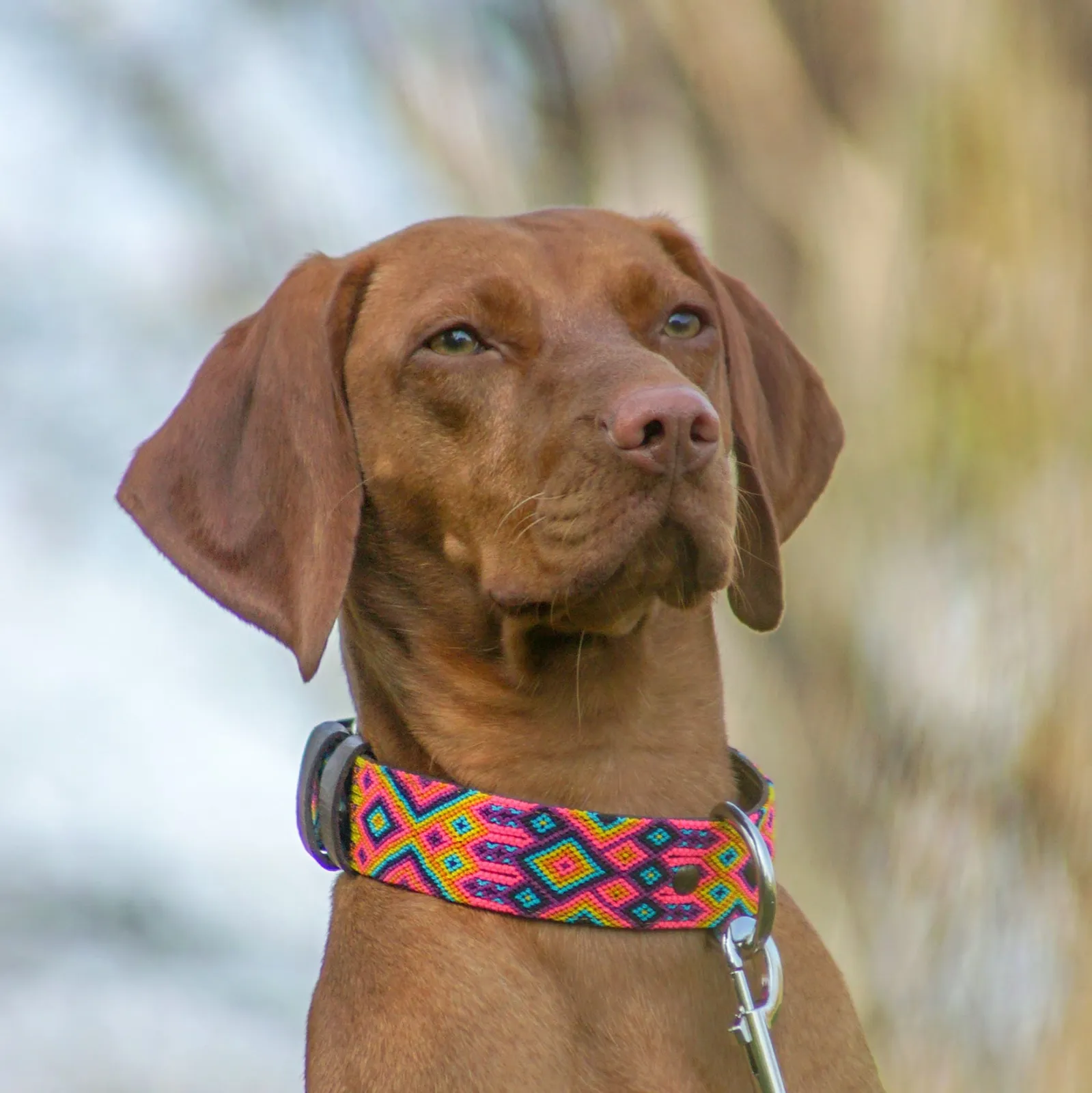 Hundehalsband Merida