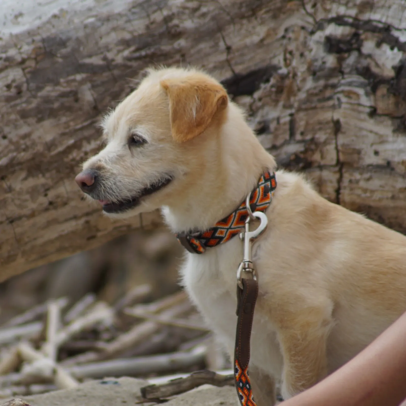 Hundehalsband Bacalar