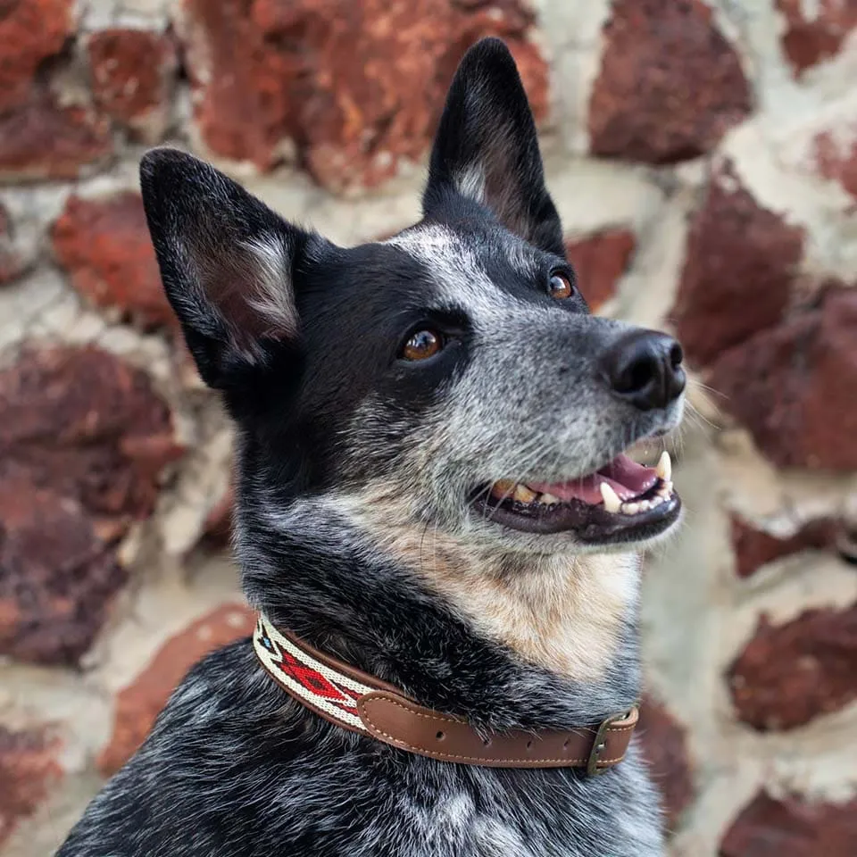 Hundehalsband Tayanna M