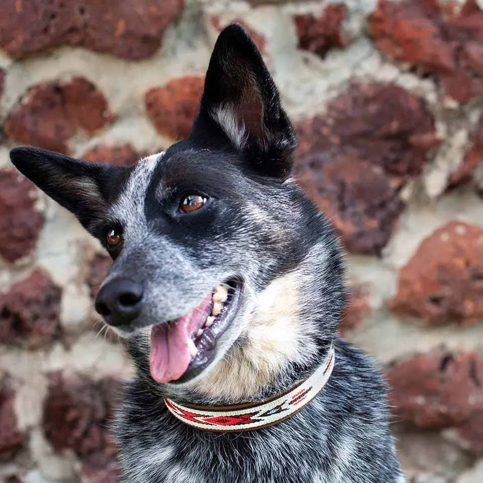 Hundehalsband Tayanna L