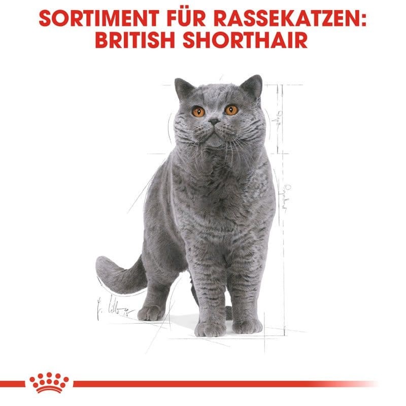 FBN British Shorthair 4kg