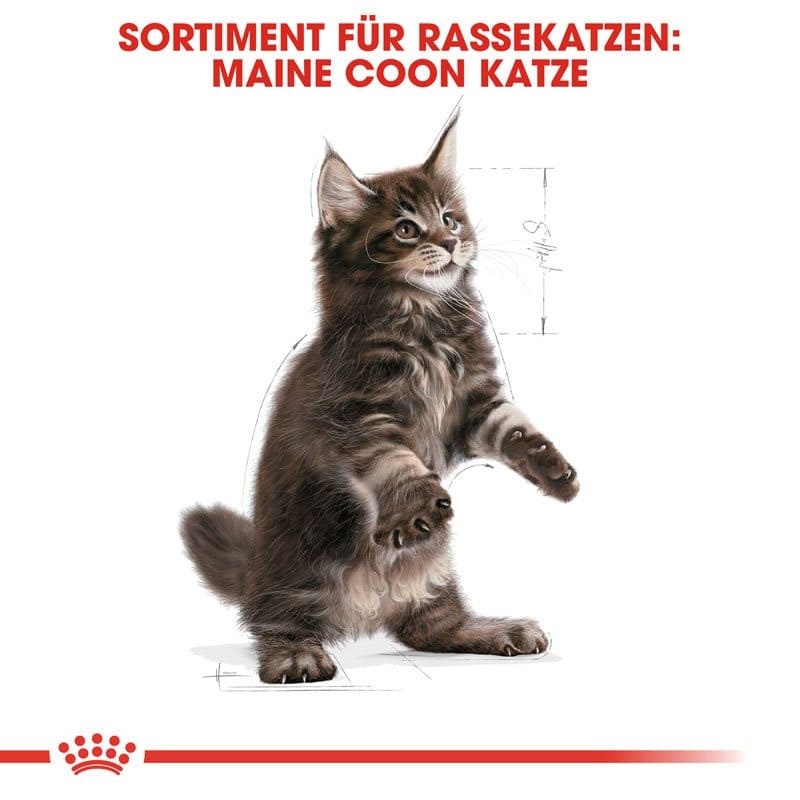 FBN Kitten Maine Coon 10kg