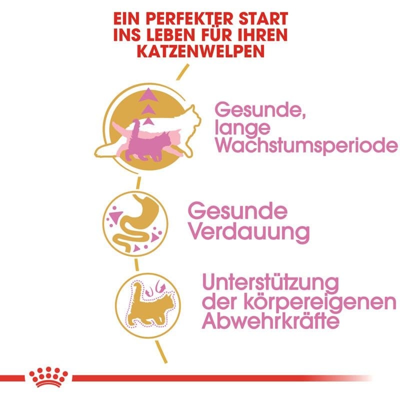 FBN Kitten Maine Coon 2kg