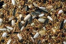 Grosssittichfutter 5 KG