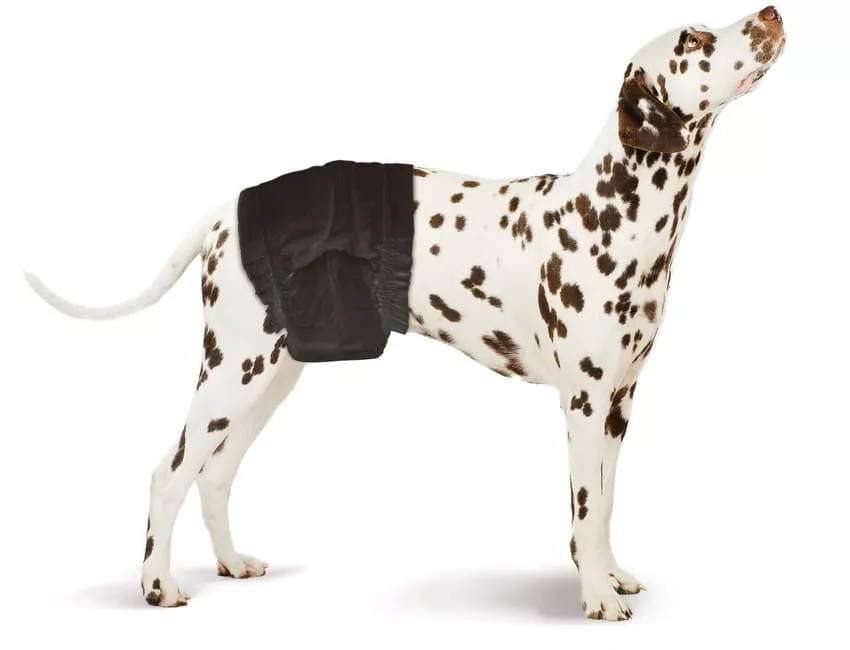 Rüdenwindeln M-L schwarz 9er Pack