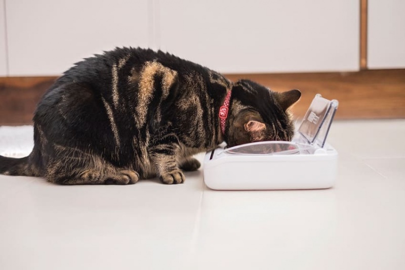 SureFeed Futterautomat, luftdicht