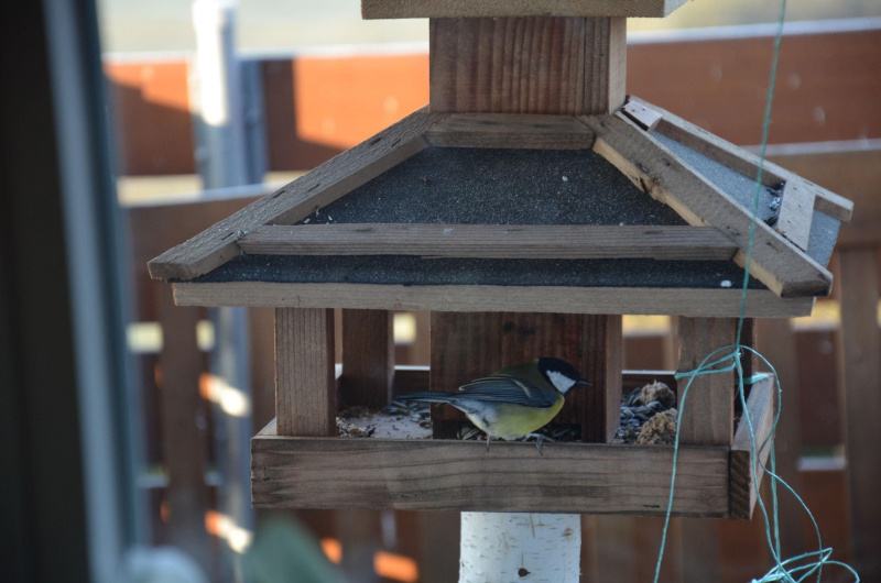 Schwarzes Moor kl. Pappe FSC 100