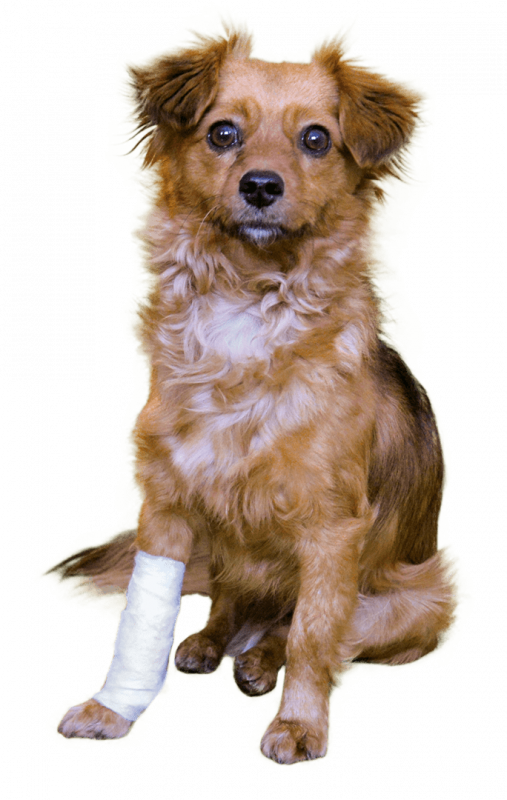 Vetlando Wundkompresse