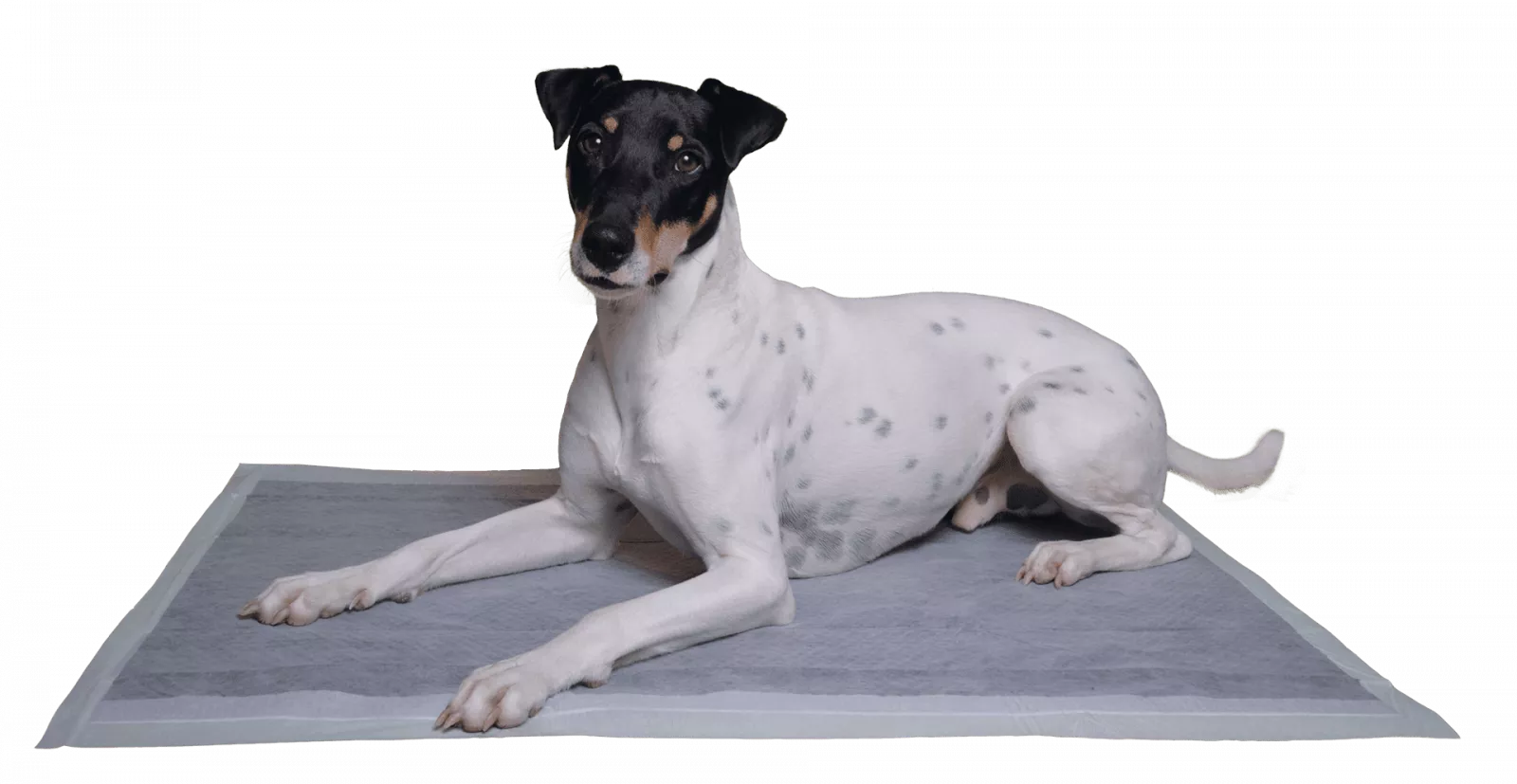 Vetlando Inkontinenzunterlage M